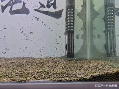 观赏鱼繁殖饲料添加剂效果：观赏鱼饲料添加剂在观赏鱼繁殖中具有显著的效果的效果 观赏鱼百科 第3张