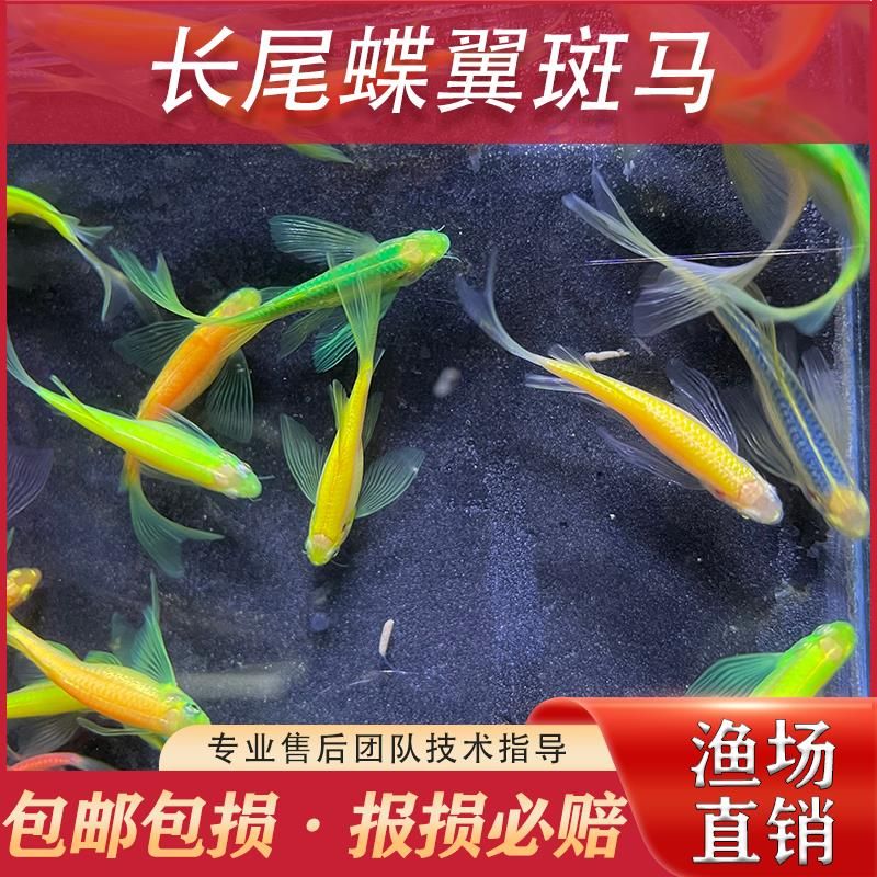 观赏鱼繁殖饲料添加剂效果：观赏鱼饲料添加剂在观赏鱼繁殖中具有显著的效果的效果 观赏鱼百科 第4张