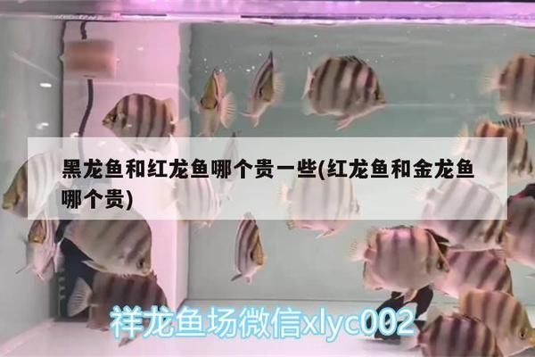 古典紫罗兰龙鱼怎么养：古典紫罗兰龙鱼的养殖技术 水族问答 第2张