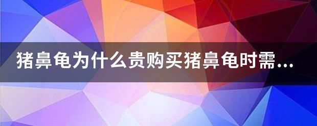 猪鼻龟价钱：猪鼻龟价格一般多少钱 猪鼻龟百科 第10张