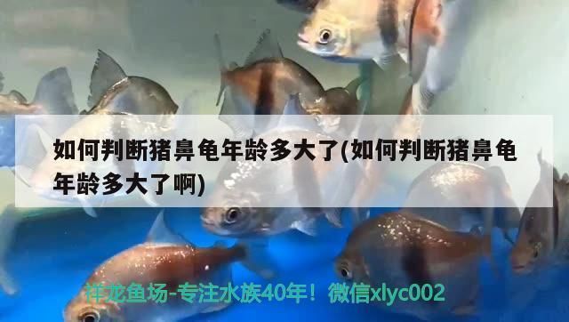 猪鼻龟年龄对照表：关于猪鼻龟的饲养 猪鼻龟百科 第2张