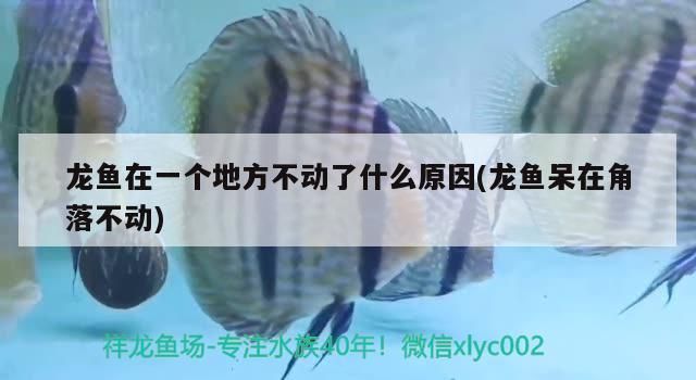 龙鱼在一个地方不动了：龙鱼在一个地方不动是怎么回事 龙鱼百科 第2张