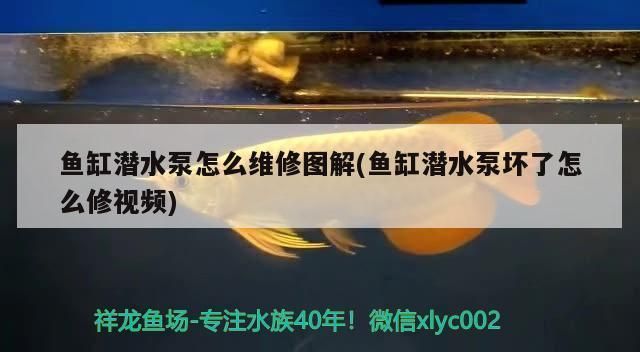 鱼缸水泵坏了怎样维修 鱼缸百科 第2张