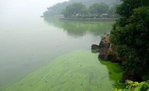 关于龙鱼的传说和历史：龙鱼是否已经灭绝了？ 水族问答 第2张