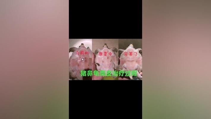 猪鼻龟轻微腐皮需要治疗吗：猪鼻龟烂甲腐皮怎么办 猪鼻龟百科 第10张