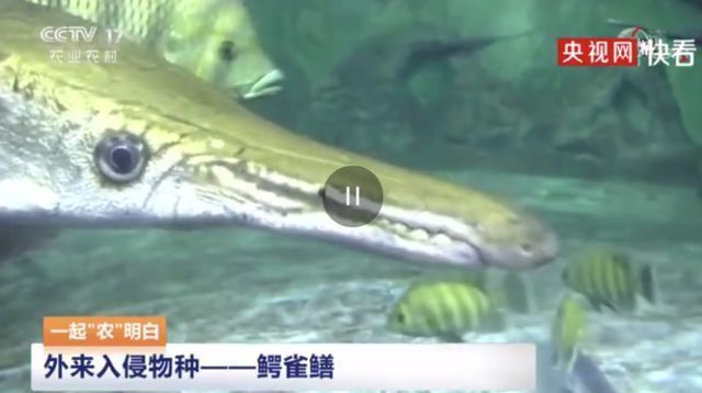 关于龙鱼的句子短句英文：summary:inthecontextofdragonfish 水族问答 第2张