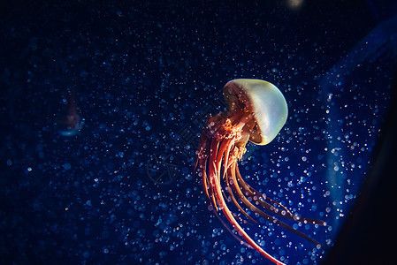 水族馆鱼缸图片大全大图：水族馆鱼缸图片大全 水族馆百科（水族馆加盟） 第1张