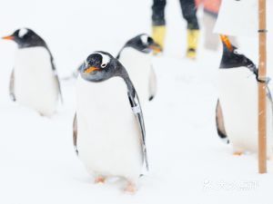 小樽水族馆官网地址：小樽水族馆游玩攻略 水族馆百科（水族馆加盟） 第2张