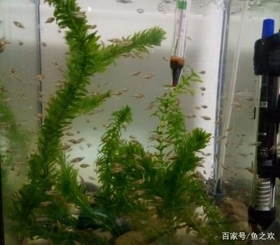 关于龙鱼的说说短句英语：关于龙鱼的英文说说短句 水族问答 第2张