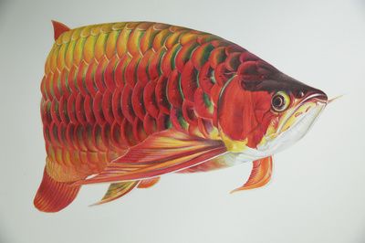 关于龙鱼的说说文案短句英语：theenigmaticdragonfish 水族问答 第1张