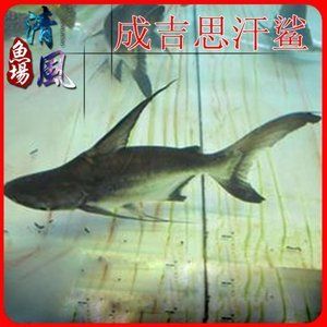 巢湖水族批发市场：巢湖观赏鱼批发市场 全国观赏鱼市场