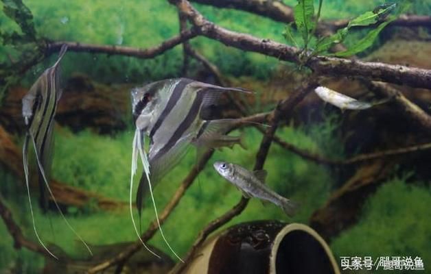 关于龙鱼的文案怎么写好：关于龙鱼养殖的问题 水族问答 第2张