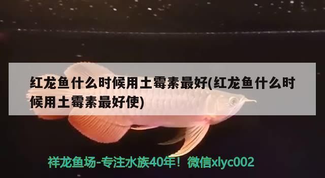 红龙鱼什么时候用土霉素最好：红龙鱼什么时候用土霉素合适 红龙鱼百科 第2张