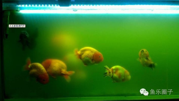 关于龙鱼的资料：关于龙鱼的一些问题 水族问答 第1张