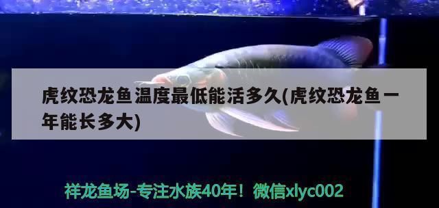 大庆观赏鱼批发市场：大庆水族批发市场 全国观赏鱼市场 第4张