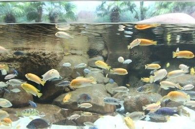 马鞍山水族批发市场：鞍山水族批发市场