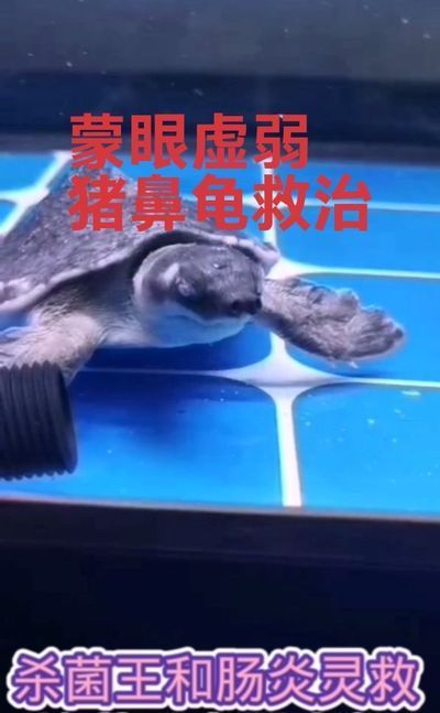 猪鼻龟蒙眼怎么治：猪鼻龟蒙眼怎么办 猪鼻龟百科 第8张