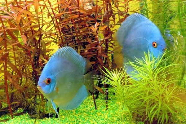 长沙观赏鱼批发市场：长沙水族批发市场