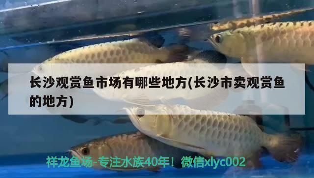 长沙观赏鱼批发市场：长沙水族批发市场