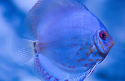 水族馆中的鱼类有哪些：上海海洋水族馆中常见的展示鱼类之一 水族馆百科（水族馆加盟） 第5张