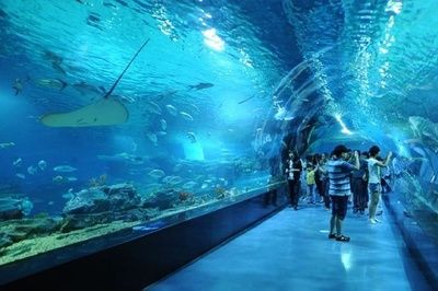 水族馆投资大概多少？：开个水族馆需要多少费用 水族馆百科（水族馆加盟） 第5张