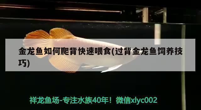 过背金龙鱼能长多长的鱼苗呢怎么养活的快：如何判断过背金龙鱼健康 金龙鱼百科 第5张