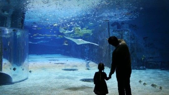 水族馆哪个地方的好一点：上海海洋奇梦海洋奇梦馆，北京海洋馆是一座巨大的海螺型建筑 水族馆百科（水族馆加盟） 第3张