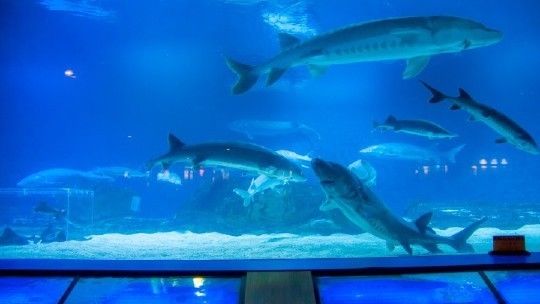 水族馆哪个地方的好一点：上海海洋奇梦海洋奇梦馆，北京海洋馆是一座巨大的海螺型建筑 水族馆百科（水族馆加盟） 第2张