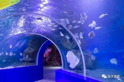 水族馆哪个地方的好一点：上海海洋奇梦海洋奇梦馆，北京海洋馆是一座巨大的海螺型建筑 水族馆百科（水族馆加盟） 第5张