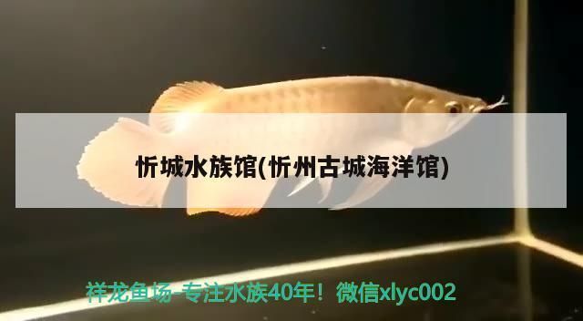 忻州水族馆：忻州创新能力提升 全国观赏鱼市场 第9张