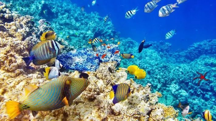 水族馆店铺里有什么动物和植物呢：水族馆店铺内的动物和植物种类 水族馆百科（水族馆加盟） 第3张