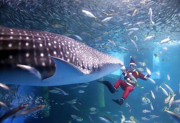 中国水族馆现状：中国水族馆的发展