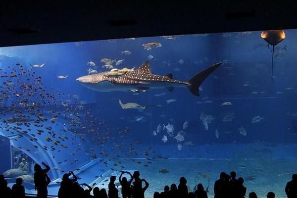 中国水族馆现状：中国水族馆的发展 水族馆百科（水族馆加盟） 第4张