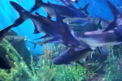 水族馆里100种动物名称分类：水族馆中可能展示的100种动物分类和详细介绍 水族馆百科（水族馆加盟） 第5张