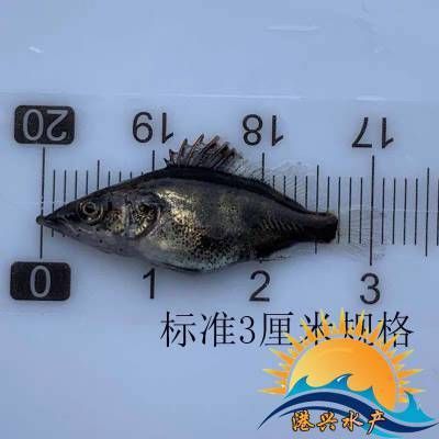 观赏金龙鱼能吃吗：观赏金龙鱼可以吃吗？ 水族问答 第1张