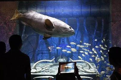 水族馆是什么样子：上海海洋水族馆 水族馆百科（水族馆加盟） 第4张