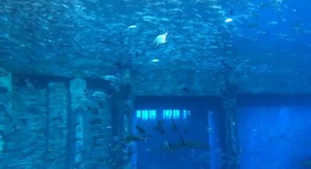 水族馆是什么样子：上海海洋水族馆 水族馆百科（水族馆加盟） 第3张