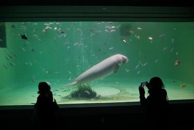 水族馆是什么样子：上海海洋水族馆 水族馆百科（水族馆加盟） 第5张