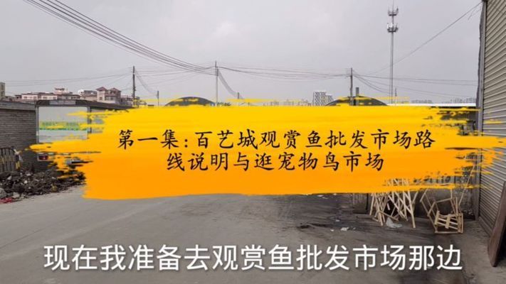 金华观赏鱼批发市场 全国观赏鱼市场 第9张