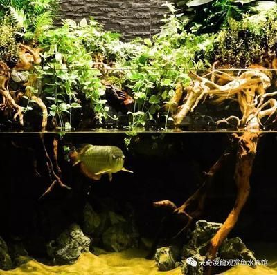 龙鱼适合的水族箱布置：龙鱼水族箱如何布置 龙鱼百科 第5张