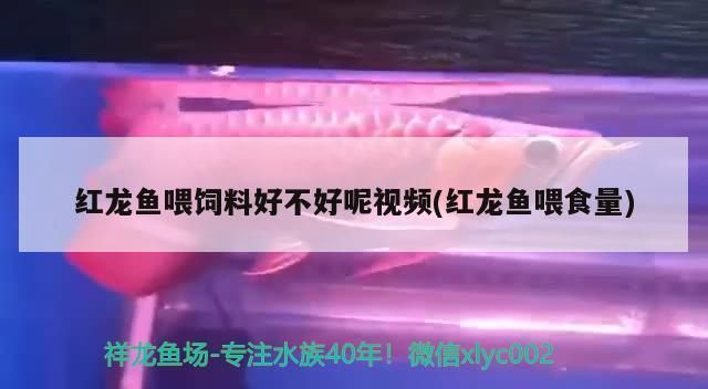 红龙鱼喂小鱼好不好：喂红龙鱼小鱼的优缺点分析 红龙鱼百科 第3张