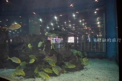 水族馆一般养什么鱼：水族馆中常见的观赏鱼 水族馆百科（水族馆加盟） 第4张