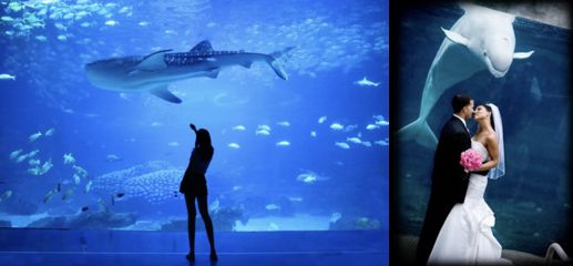 水族馆生意怎么样啊：水族馆市场竞争优势分析