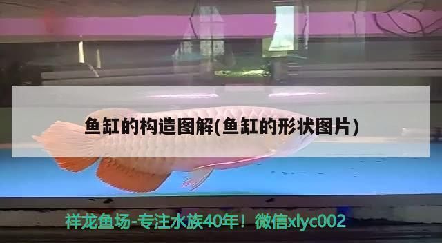 江彩鱼缸和森森鱼缸区别是什么意思：江彩鱼缸与森森鱼缸各有优势 鱼缸百科 第5张