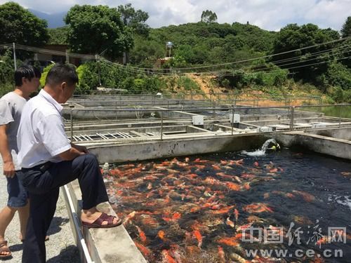 泰国观赏鱼出口政策影响：泰国自由贸易协定对泰国观赏鱼出口政策的影响 观赏鱼百科 第2张