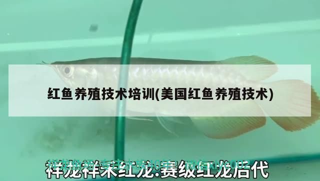 龙鱼养殖技术培训班：龙鱼养殖技术培训班报名流程 龙鱼百科 第4张