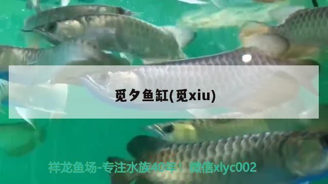 觅夕鱼缸：关于觅山海斗鱼缸的推荐 鱼缸百科 第2张