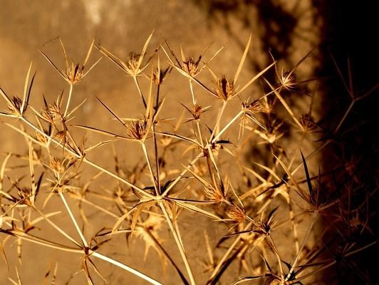 生物滤材对金龙鱼的影响：如何判断生物滤材对金龙鱼水族箱的影响 金龙鱼百科 第5张