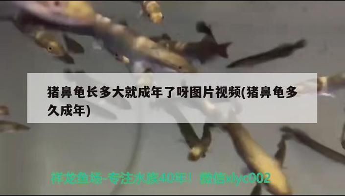 猪鼻龟多少年成年：猪鼻龟多久算成年龟，