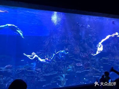 水族馆里有什么种类的鱼：水族馆中常见的鱼类种类繁多涵盖了从小型热带鱼到大型海洋生物 水族馆百科（水族馆加盟） 第5张